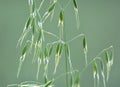 Wild oats grow in the field Avena fatua, Avena ludoviciana Royalty Free Stock Photo