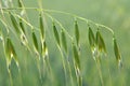 Wild oats grow in the field Avena fatua, Avena ludoviciana Royalty Free Stock Photo