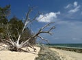 Wild ocean beach Royalty Free Stock Photo