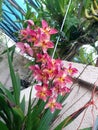 Wild Ochid Species
