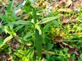 Wild Ocinum or Common Leucas Plant (Leucas Aspera)