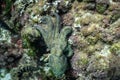 Wild octopus under water, beautiful Palma de Mallorca wild life, underwater wildlife Photography, amazing animal Photo