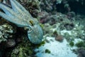 Wild octopus under water, beautiful Palma de Mallorca wild life, underwater wildlife Photography, amazing animal Photo