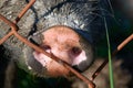 Wild old boar in the mud close up Royalty Free Stock Photo