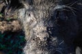 Wild old boar in the mud close up Royalty Free Stock Photo