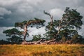 Old, wild tree in Killarney National Park, Ireland
