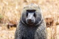 Wild olive baboon monkey portrait in Masai Mara National Park, Kenya. Safari in Africa Royalty Free Stock Photo