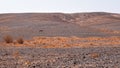 Wild onager in a remote desert region.