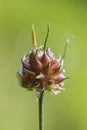 Wild Onion, Allium vineale Royalty Free Stock Photo