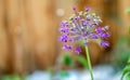 Wild onion flower bulb. Allium flower Royalty Free Stock Photo