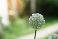 Wild onion flower bulb. Allium flower Royalty Free Stock Photo