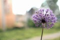 Wild onion flower bulb. Allium flower. Inflorescence of decorative onion in the garden. ornamental garden plant, large Royalty Free Stock Photo