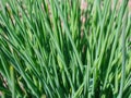 Wild onion grew in the spring in the garden