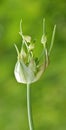 Wild Onion plant forming buds Royalty Free Stock Photo