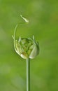 Wild Onion plant forming buds Royalty Free Stock Photo