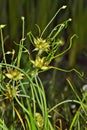 Wild Onion plants going to seed. Royalty Free Stock Photo