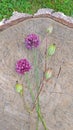 Wild onion violet on a wooden background of black walnut. Beautiful summer wildflowers. Two flowers. Minimalism. vertical,