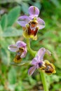 Wild Ophrys tenthredinifera in the green