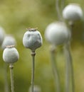Wild opium or breadseed poppy flowers growing in a botanical garden with blurred background and copy space. Closeup of Royalty Free Stock Photo