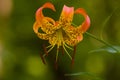 A Wild Oragne Tiger Lily Outside Royalty Free Stock Photo