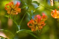 A Wild Oragne Tiger Lily Outside Royalty Free Stock Photo