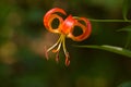 A Wild Oragne Tiger Lily Outside Royalty Free Stock Photo