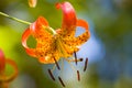 A Wild Oragne Tiger Lily Outside Royalty Free Stock Photo