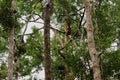 Wild Orang Utan in the jungle of Bormeo