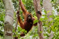 Wild Orang Utan in the jungle of Bormeo