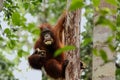 Wild Orang Utan in the jungle of Bormeo enjoying a banana