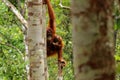 Wild Orang Utan in the jungle of Bormeo with her cute baby