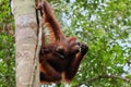 Wild Orang Utan in the jungle of Bormeo with her cute baby