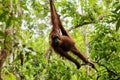 Wild Orang Utan in the jungle of Bormeo