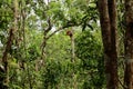 Wild Orang Utan in the jungle of Bormeo
