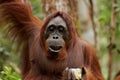 Wild Orang Utan in the jungle of Bormeo enjoying a fruit