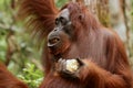 Wild Orang Utan in the jungle of Bormeo enjoying a fruit