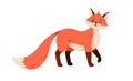 Wild orange baby fox standing, looking and winking. Cute funny forest animal with furry tail. Happy smiling fluffy