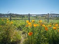Wild orange Californian Poppies bloom in rural landscape