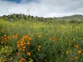 Wild orange Californian Poppies and yellow flowers