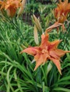 Wild orange day lilies in Daylight