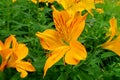 Wild orange flower Royalty Free Stock Photo