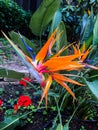 Wild orange flower on bush Royalty Free Stock Photo