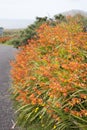 Wild Orange Flower - Montbietia Plant on Roadside Royalty Free Stock Photo