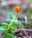 Wild orange flower in spring nature Royalty Free Stock Photo