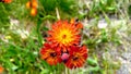 Wild orange flowers at Algonquin Provincial Park Royalty Free Stock Photo