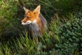 Wild orange fox at Kamchatka national park