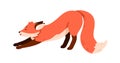 Wild orange fox stretching. Cute funny forest animal with furry fluffy tail, side view. Adorable foxy pup profile