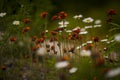 Orange hawkweed in Northern Wisconsin