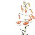 Wild orange lilies elegant card. Small floral garland.