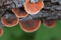Wild orange mushroom growing on a dead tree in the rainforest, T